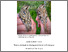 [thumbnail of 2025BinnieSPhD.pdf]