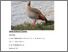 [thumbnail of Jamie_OConnor_-_The_population_and_range_expansion_of_the_Egyptian_Goose_(Alopachen_aegyptiacus)_across_the_UK_1993-2014.pdf]